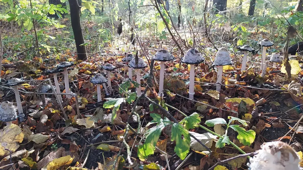 Grybai rudens miške – Fragments: Fungataï stalo žaidimo nuotaika
